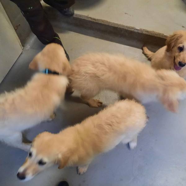 Golden Retriever Welpen beschlagnahmt