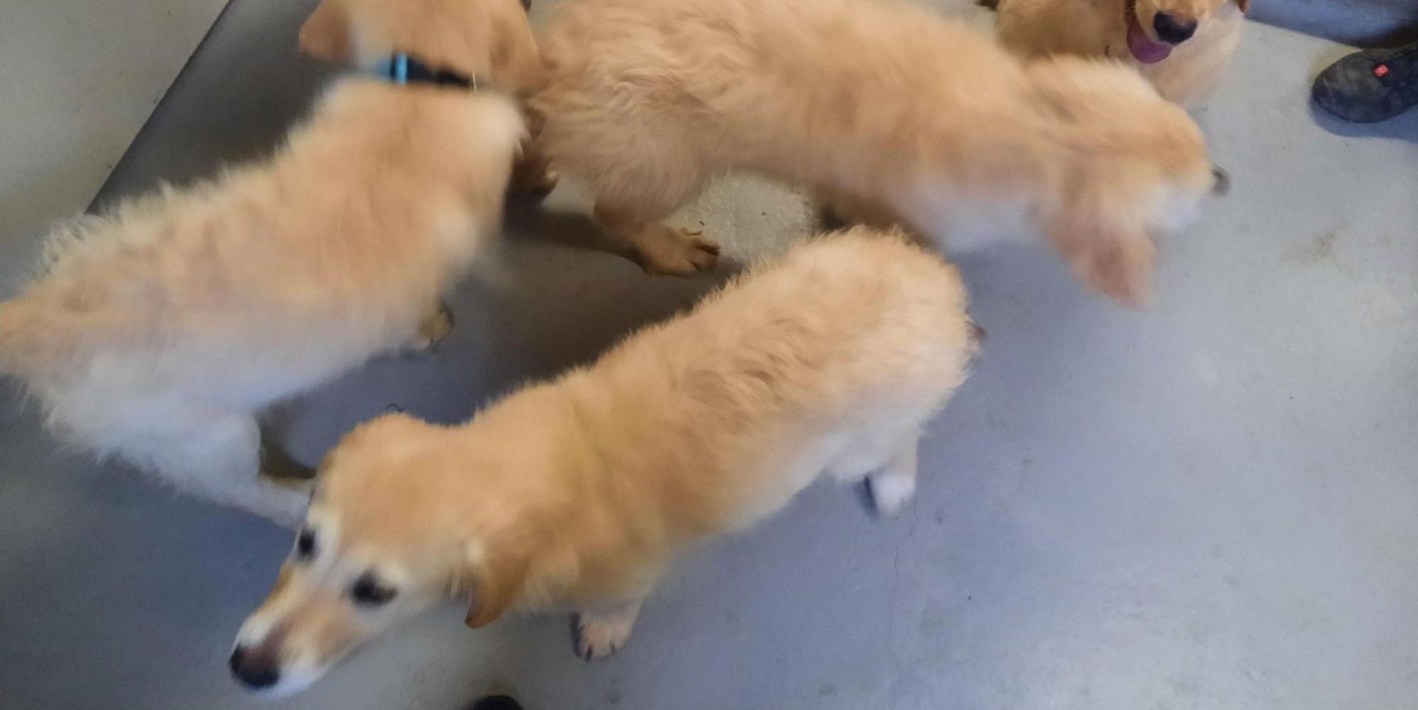 Golden Retriever Welpen beschlagnahmt