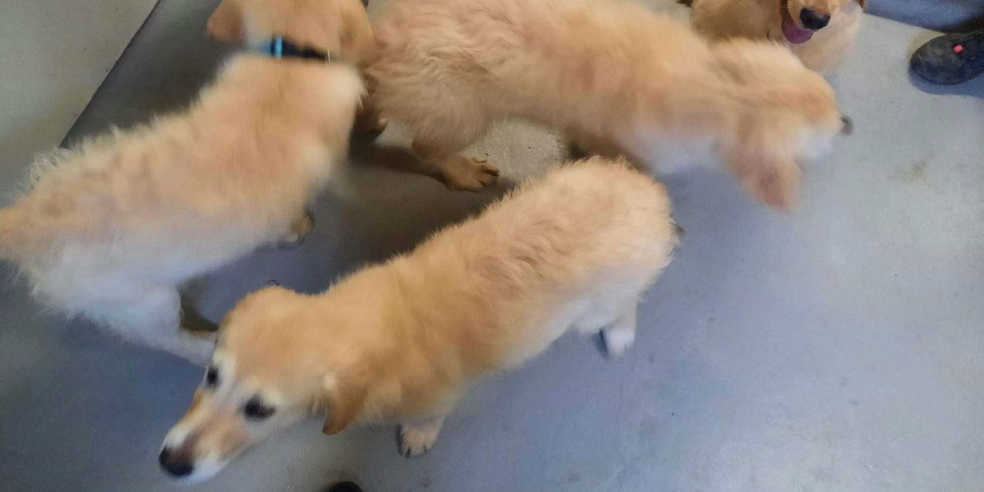 Golden Retriever Welpen beschlagnahmt