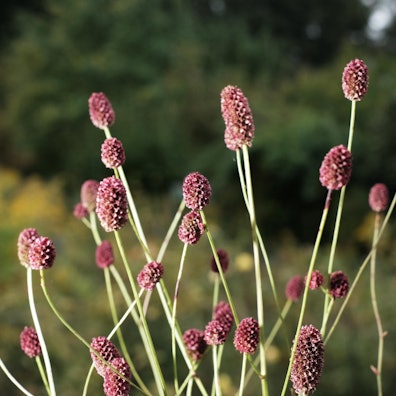 20200904-MAX-gartenkalender-18