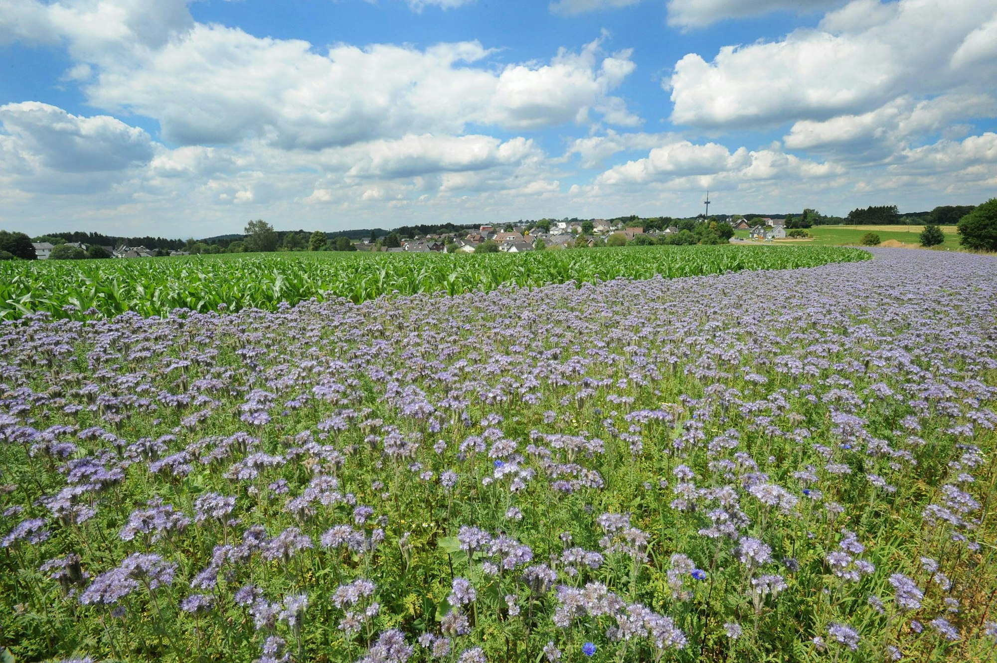 wu-bluehstreifen-witzhelden_(2)