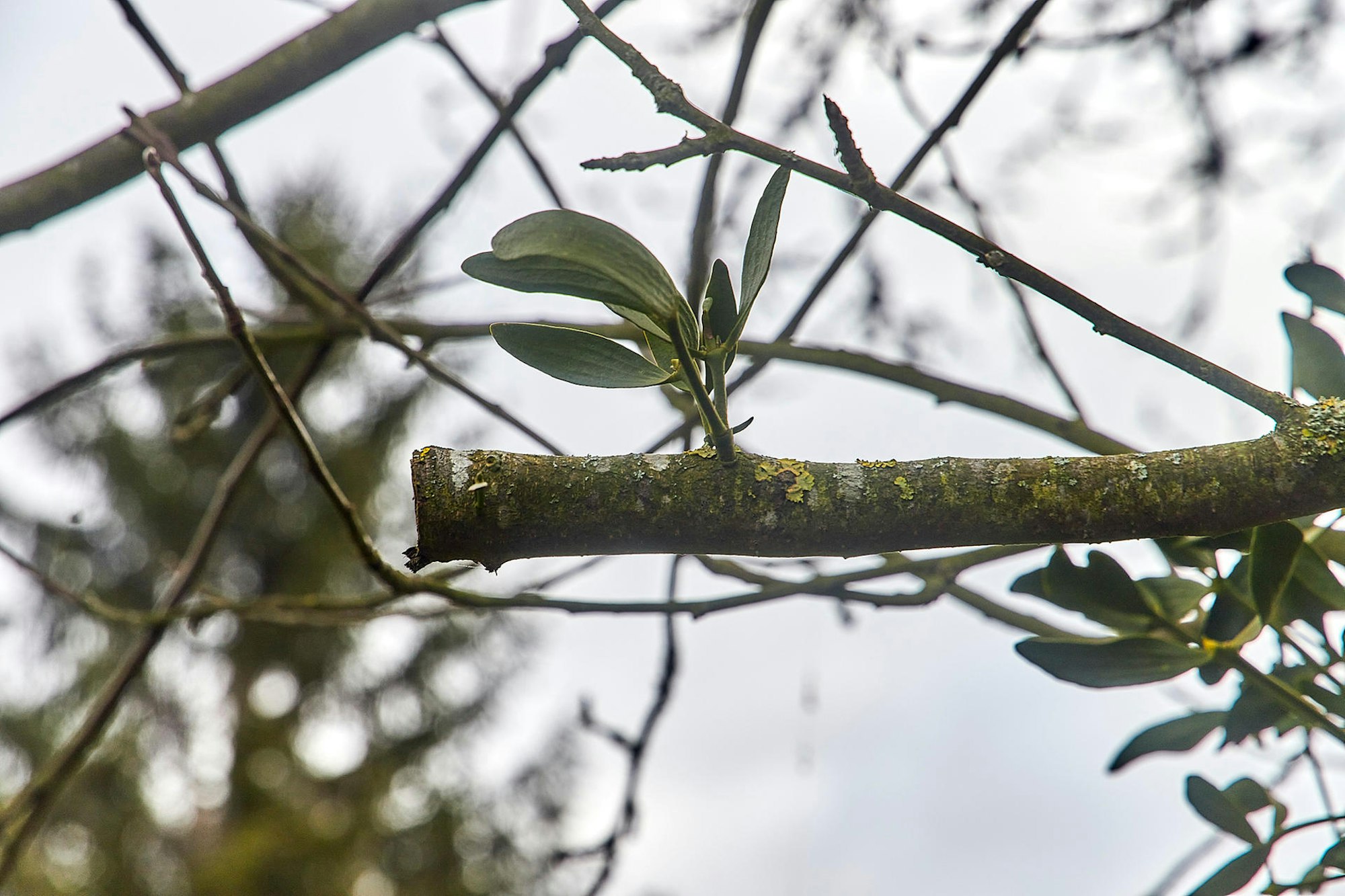Misteln auf dem Vormarsch_003