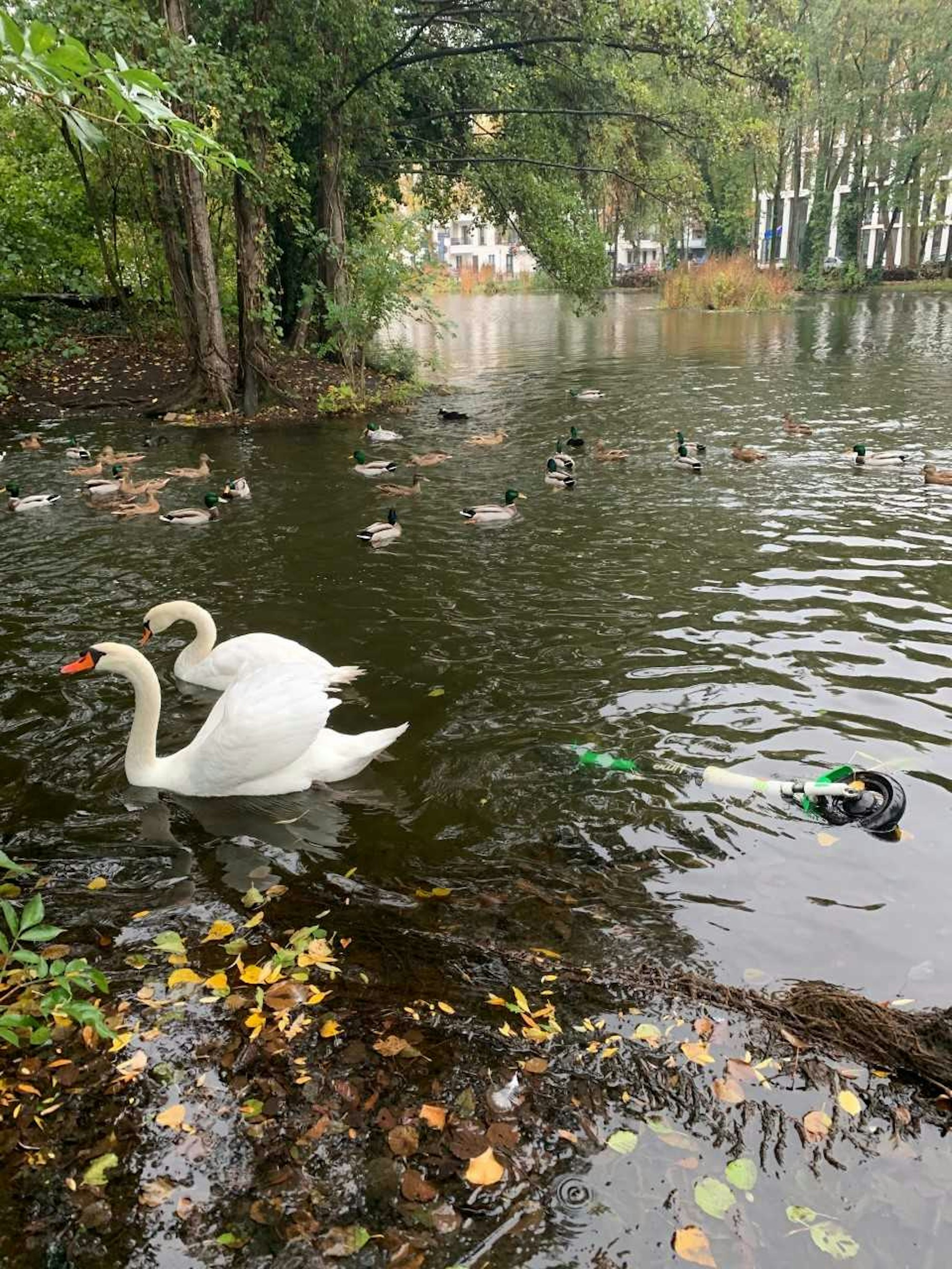 E_Scooter_Schwäne