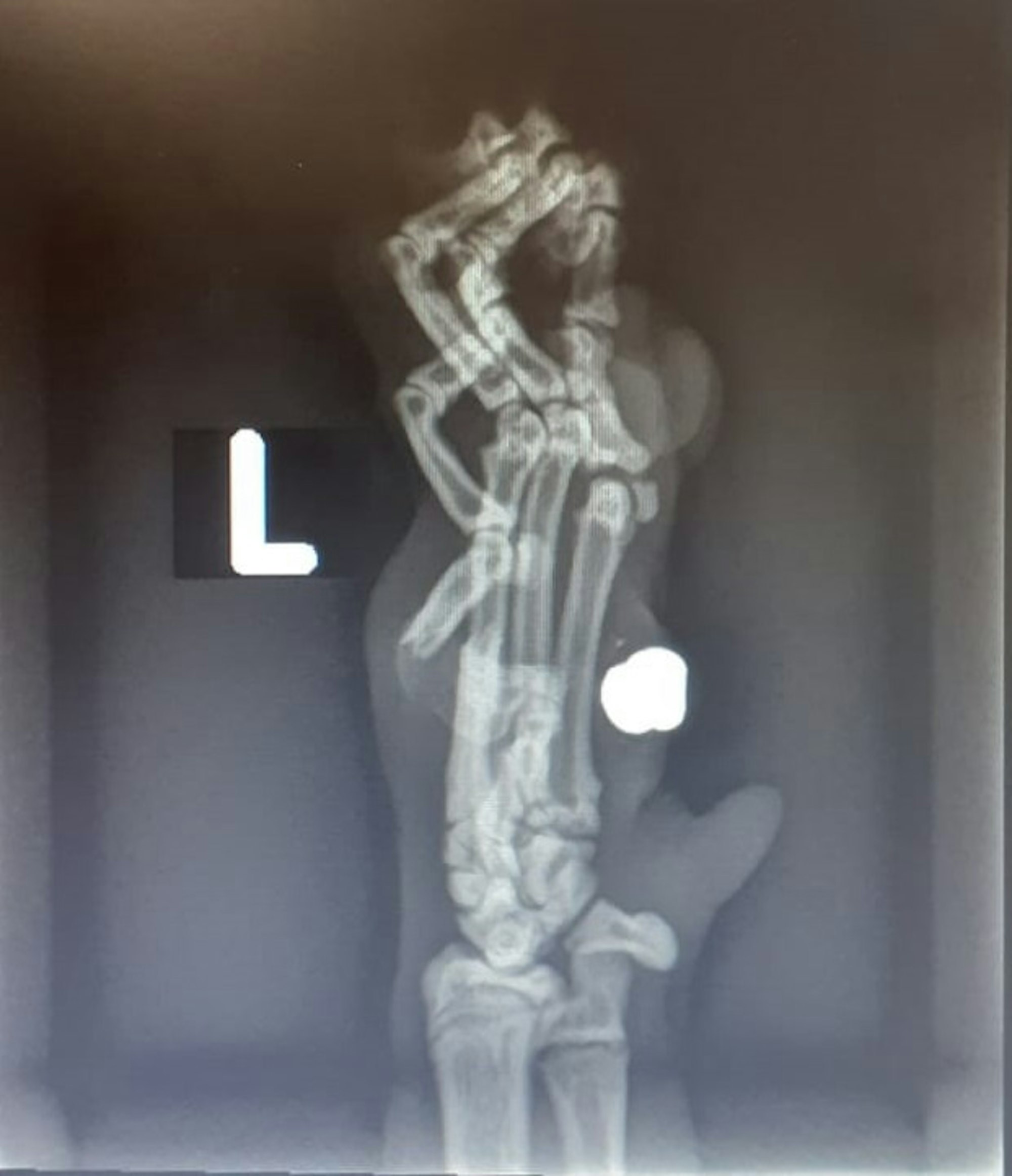 Angeschossene Katze Bergheim Röntgen