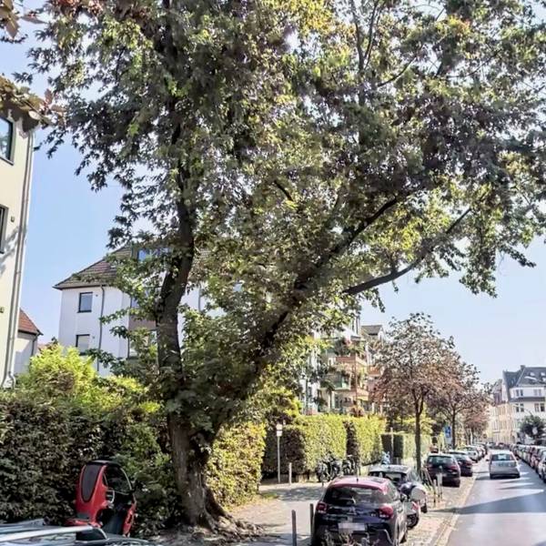se-Baum-Suelz