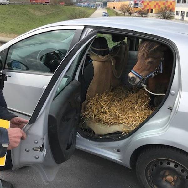 Shetland-Pony im Kleinwagen