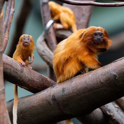 Goldgelbe Löwenäffchen