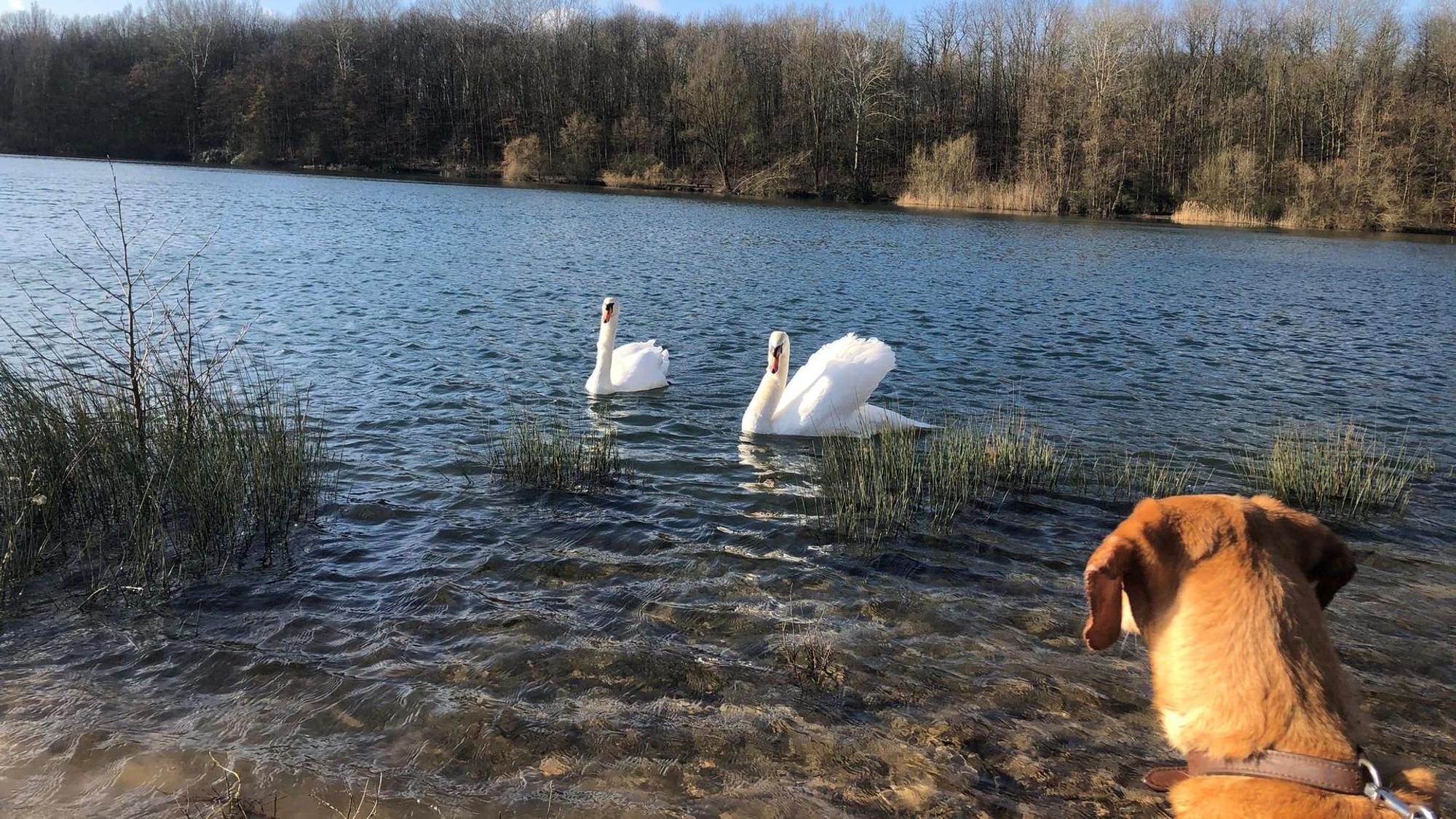 Hund und Schwäne am Höhenfelder See