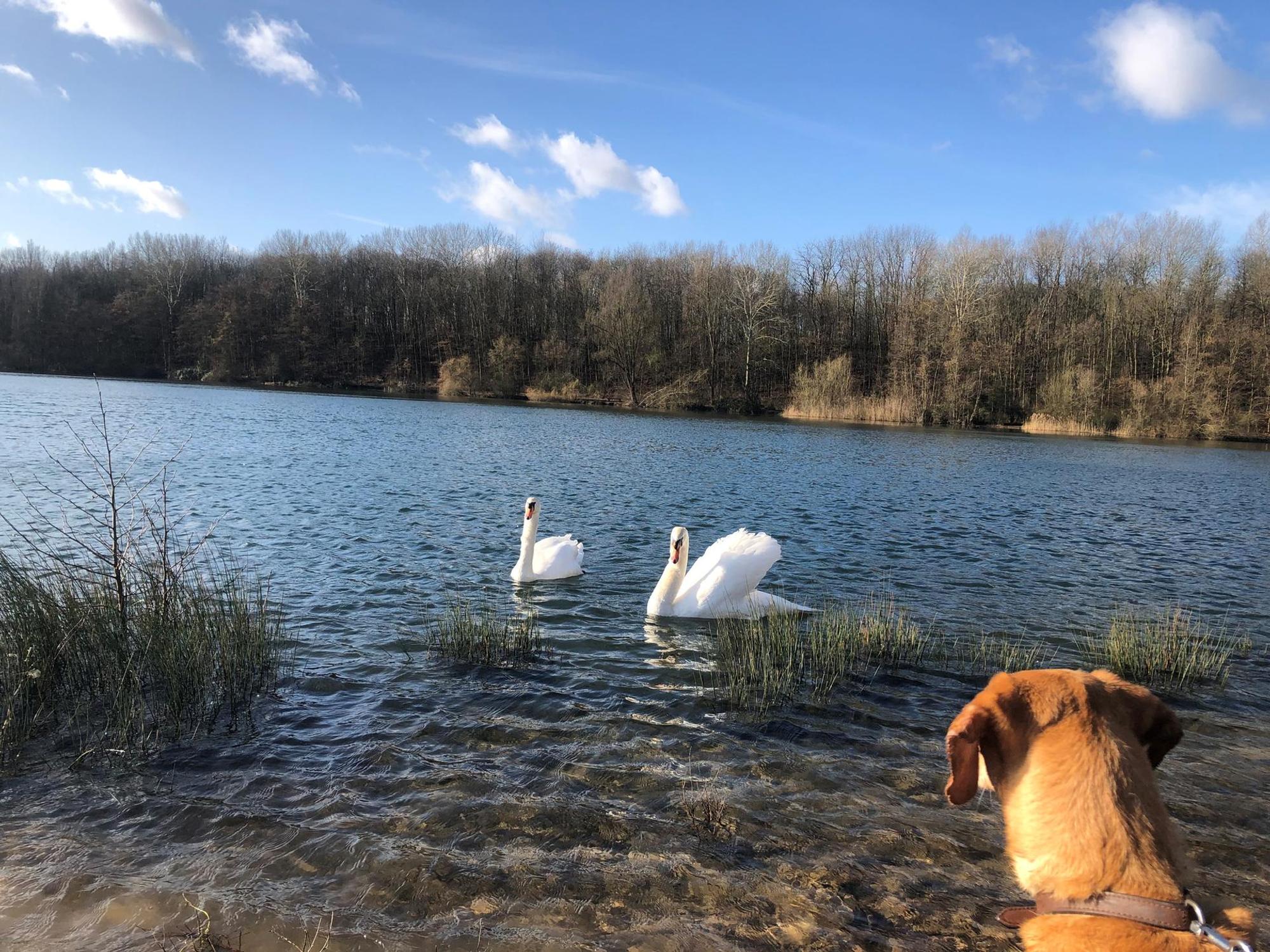 HoehenfelderSee_Reiche_Hund_Schwan