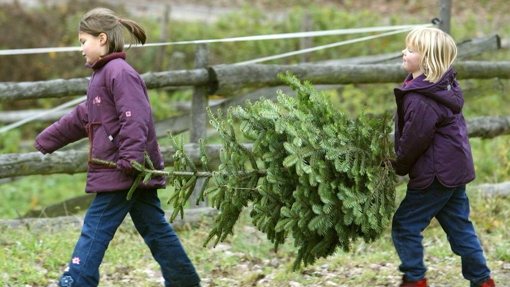 Zwei Kinder tragen einen Tannenbaum
