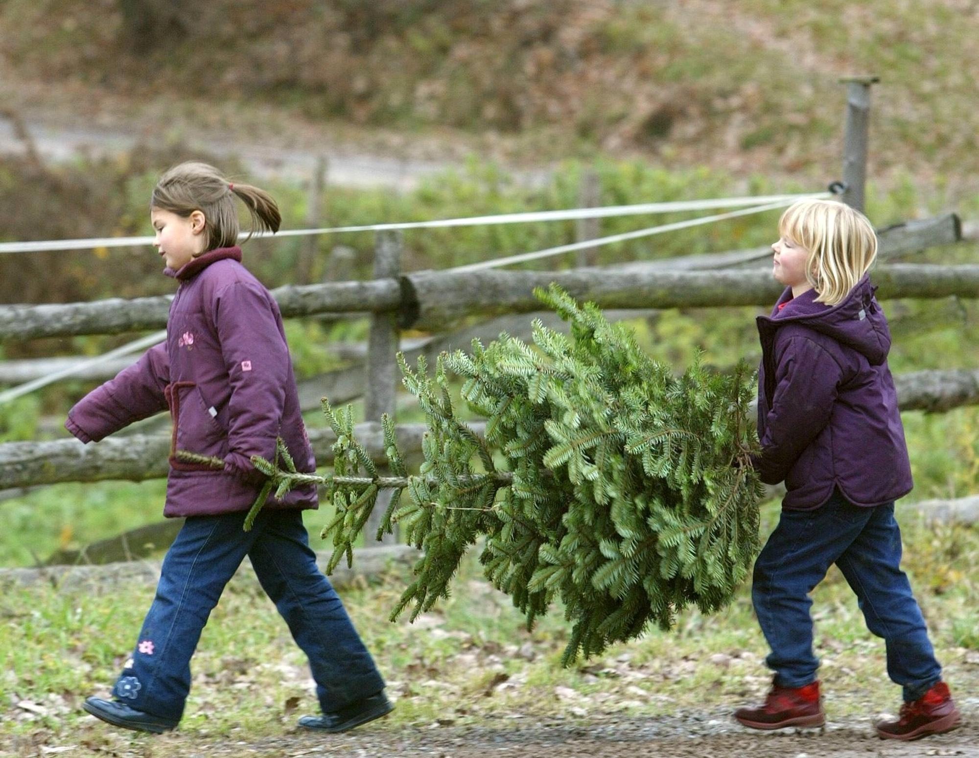 Zwei Kinder tragen einen Tannenbaum