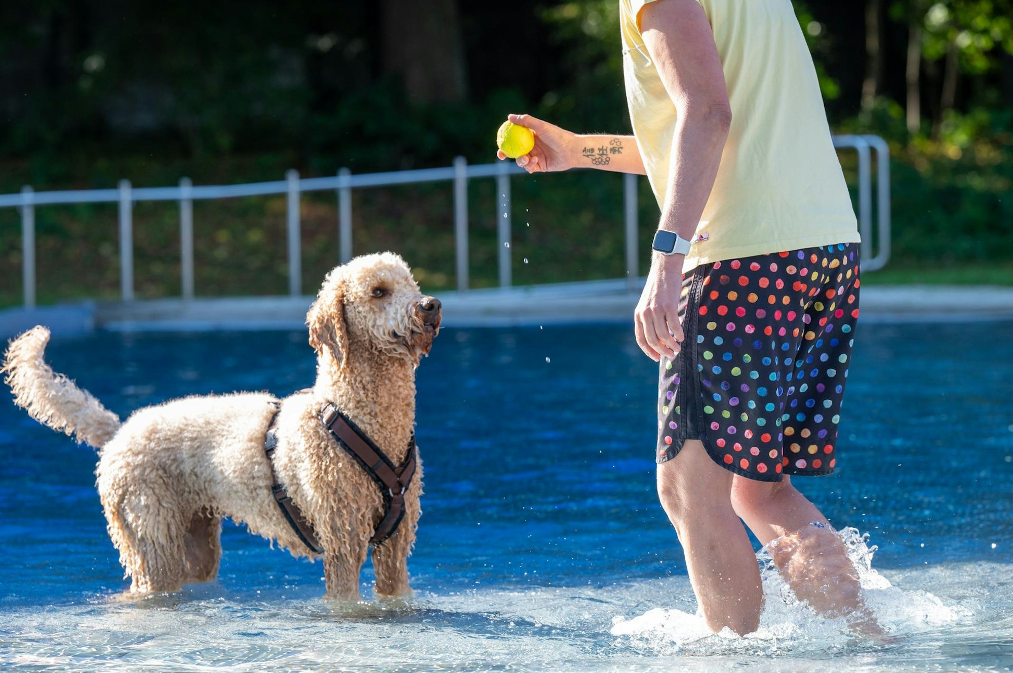 hundeschwimmenstadionbad4