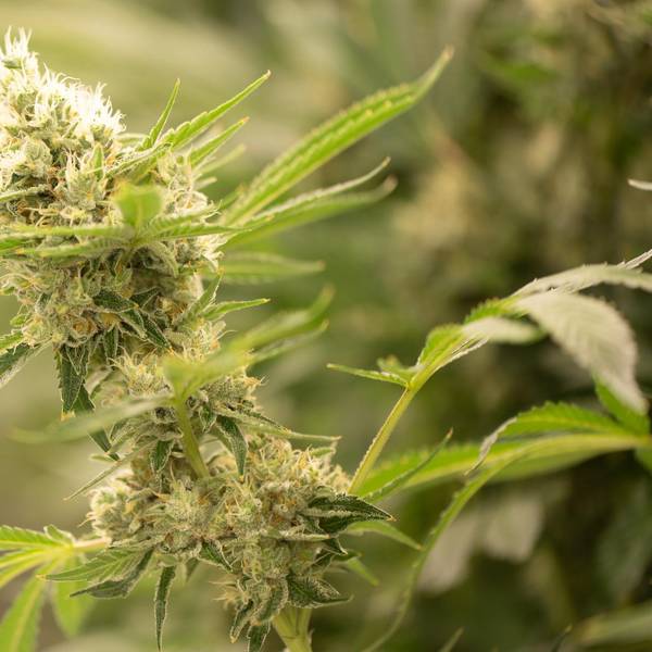 cannabis blüte