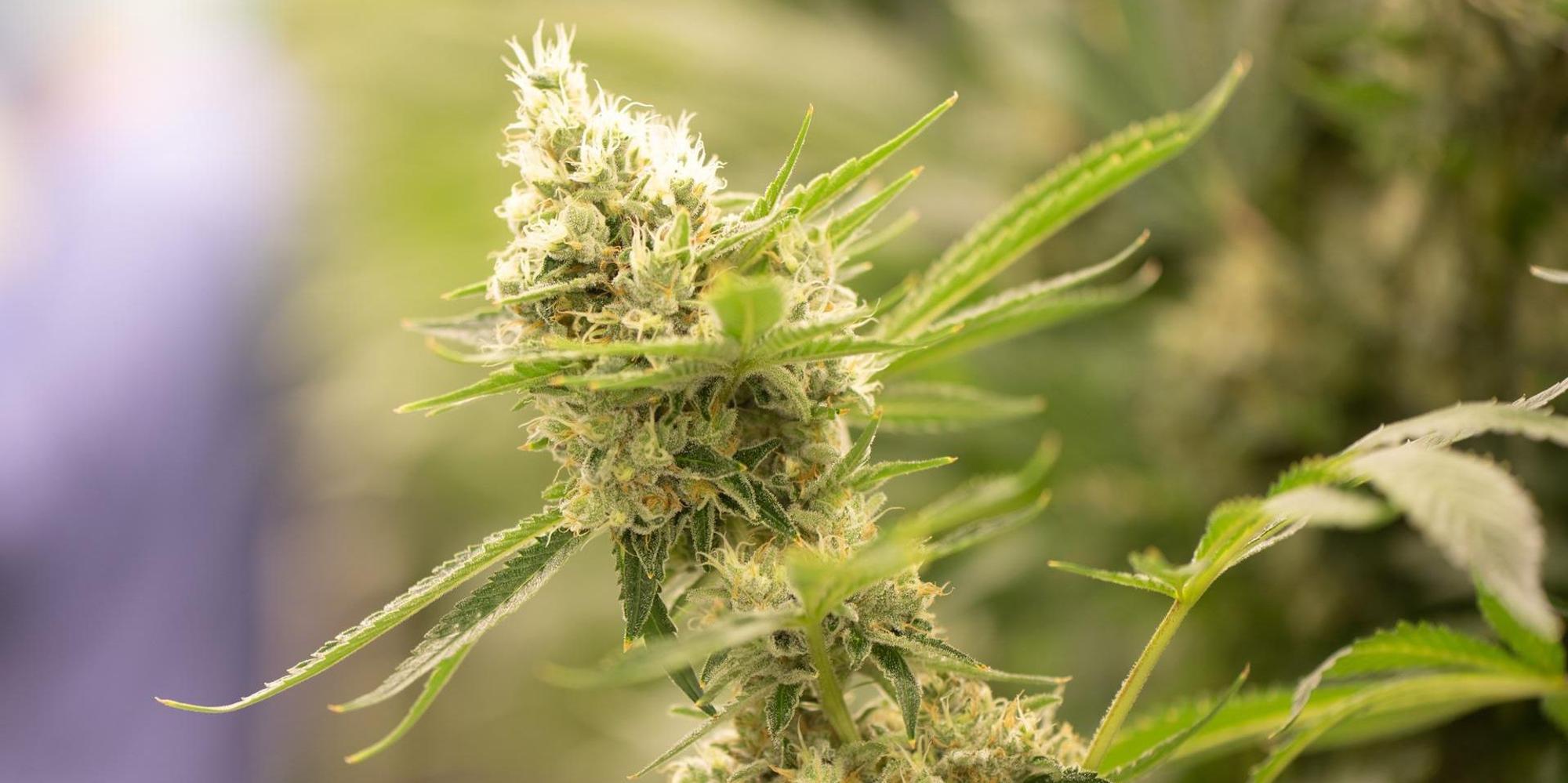 cannabis blüte