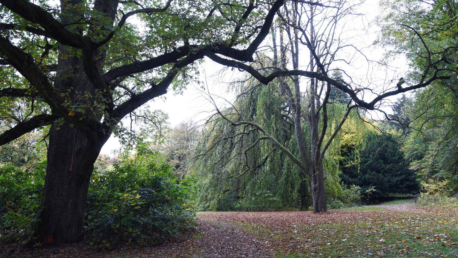 Viele Blätter liegen auf dem Weg im Königsbornpark-Waldbröl