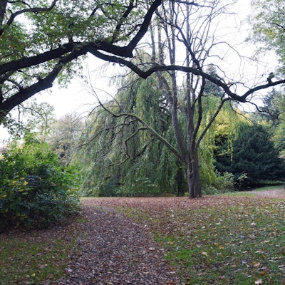 Viele Blätter liegen auf dem Weg im Königsbornpark-Waldbröl