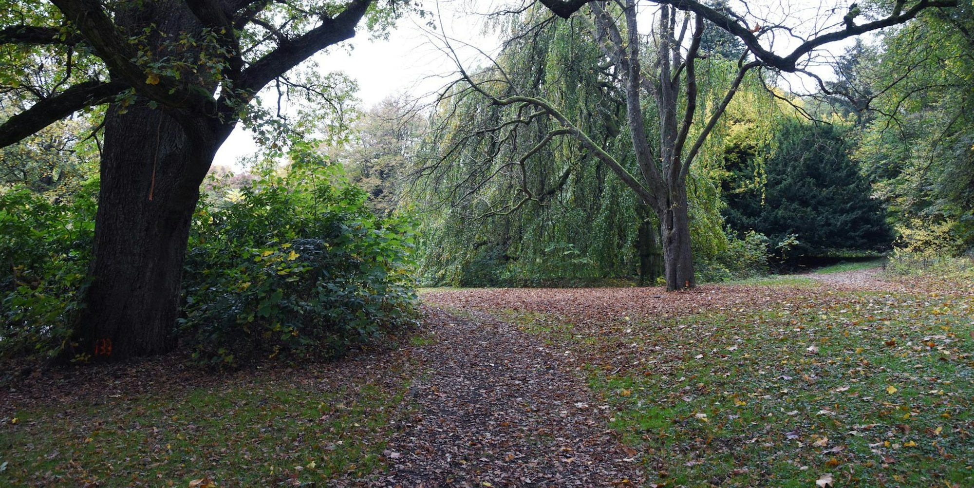 Viele Blätter liegen auf dem Weg im Königsbornpark-Waldbröl