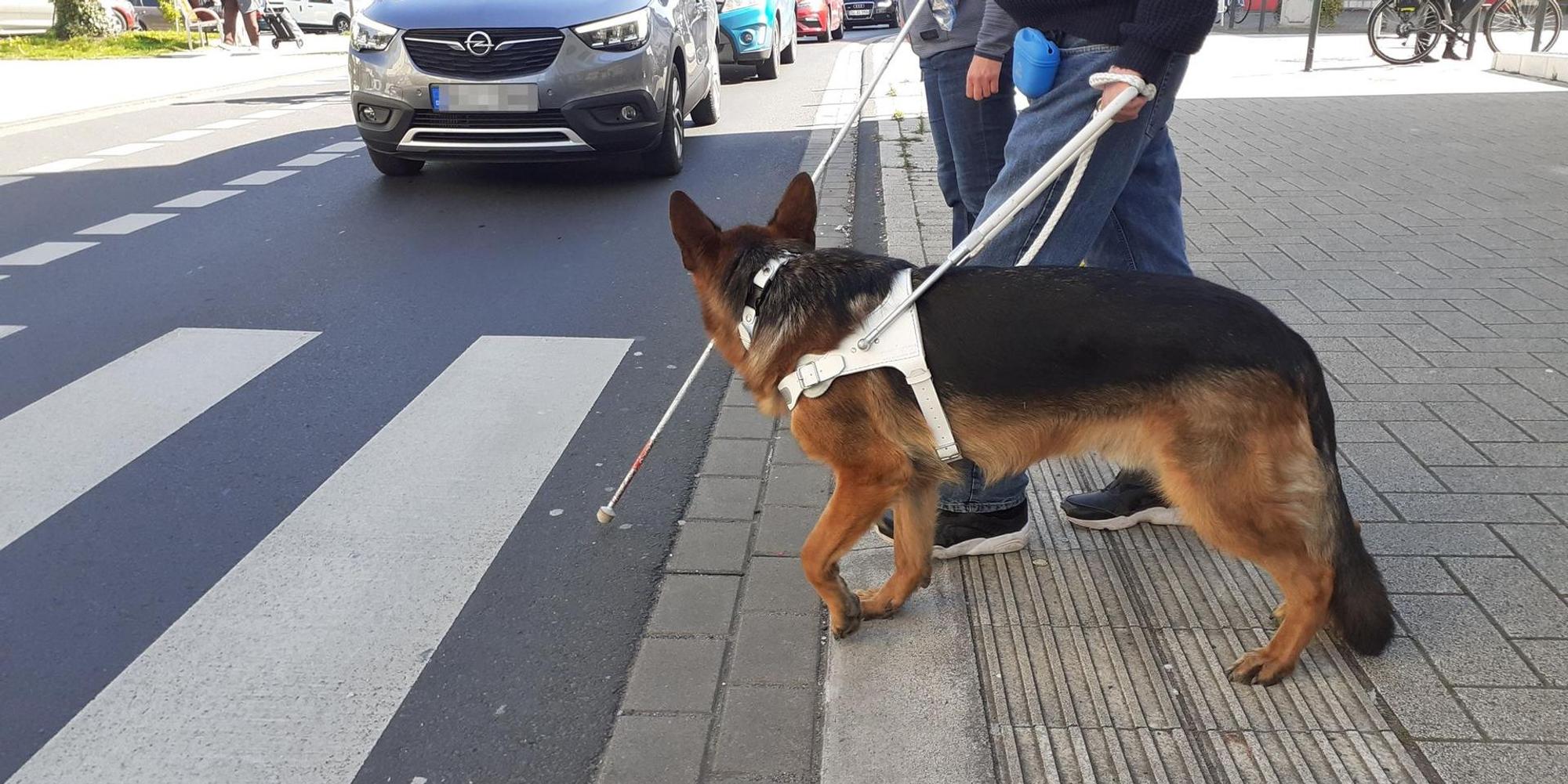 Blindenhund_Lohmar1