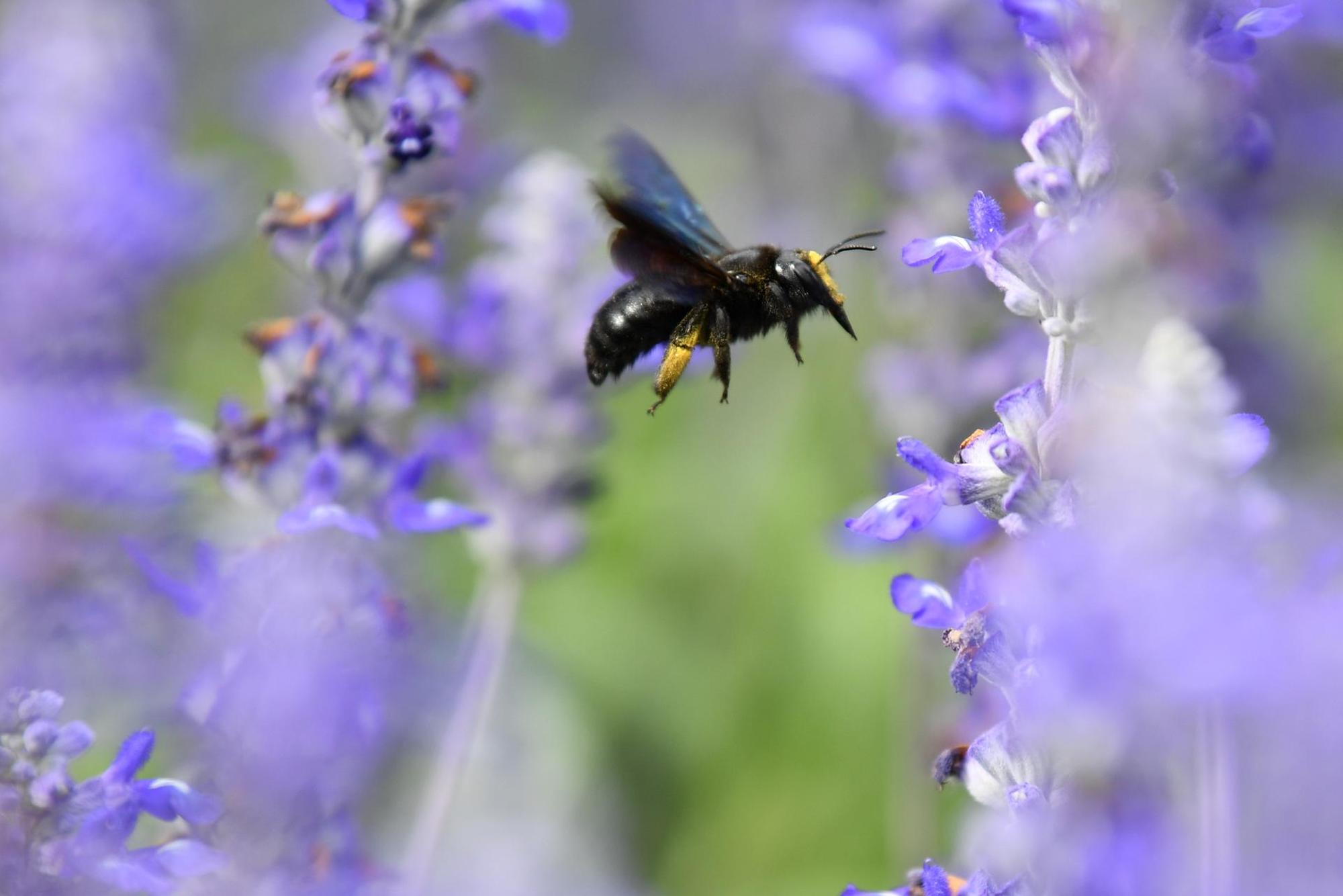 biene im flug