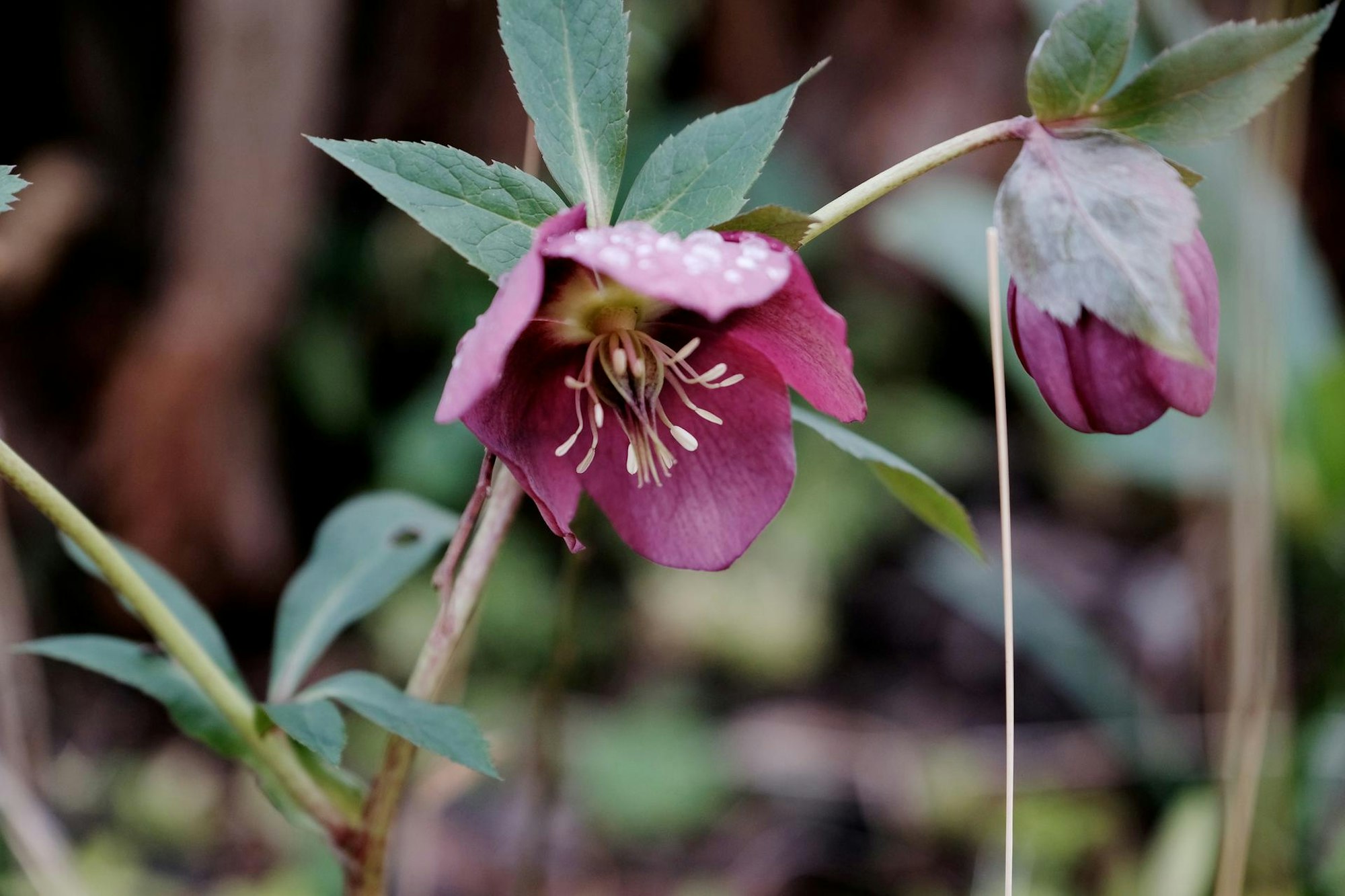 Lenzrose März Garten 20200305max-garten23