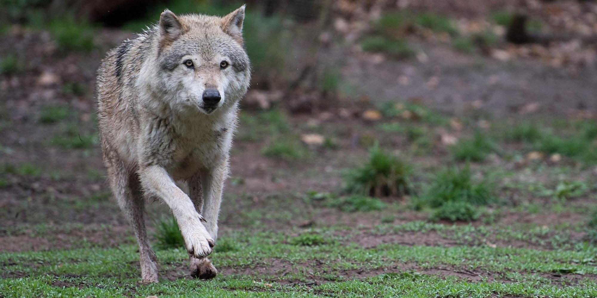 Wolf
