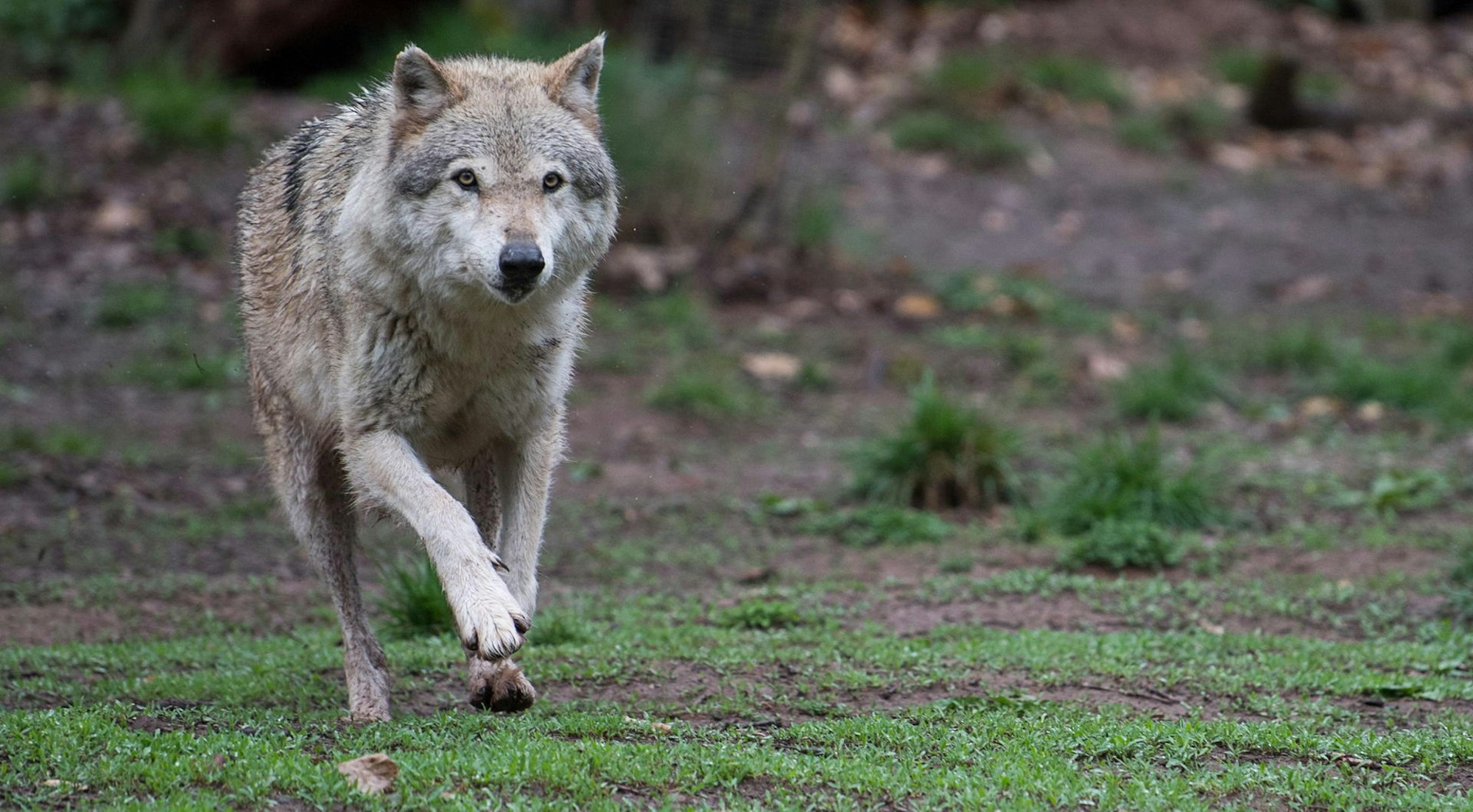 Wolf