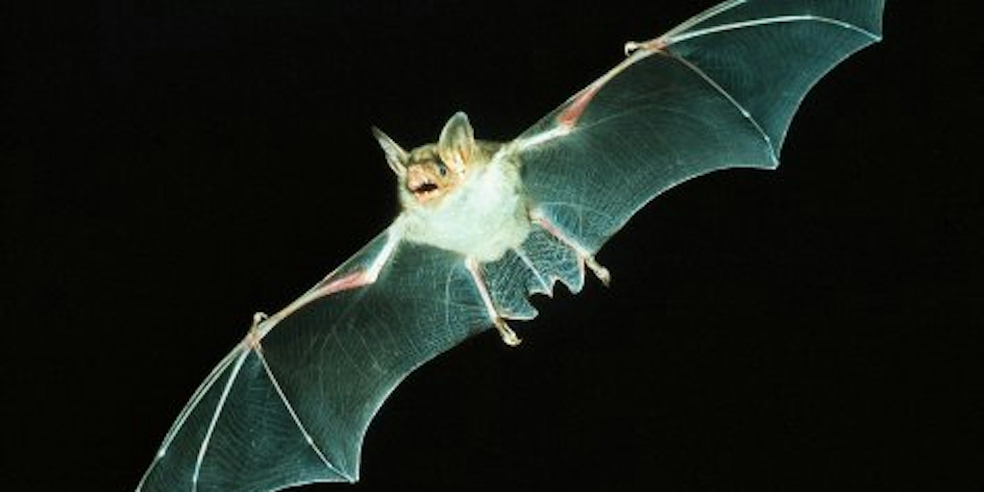 Mausohr_fliegend_Eberhard_Menz (1)