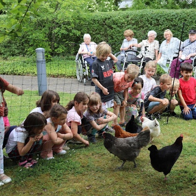 Miethühner Buchforst