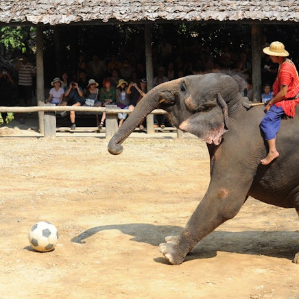 Elefant-spielt-Fussball-fuer-Touristen