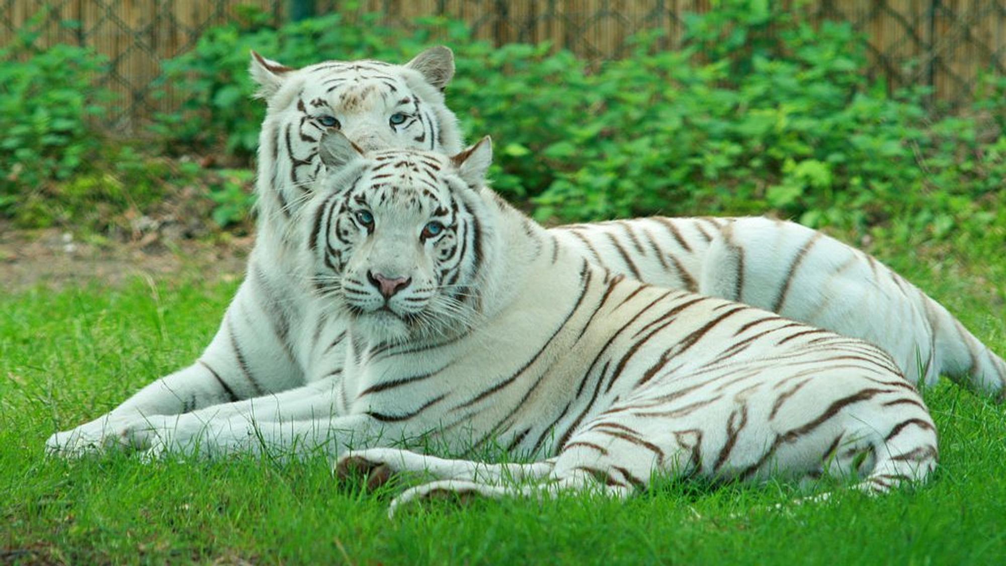 Zwei weiße Tiger liegen auf einer Wiese.