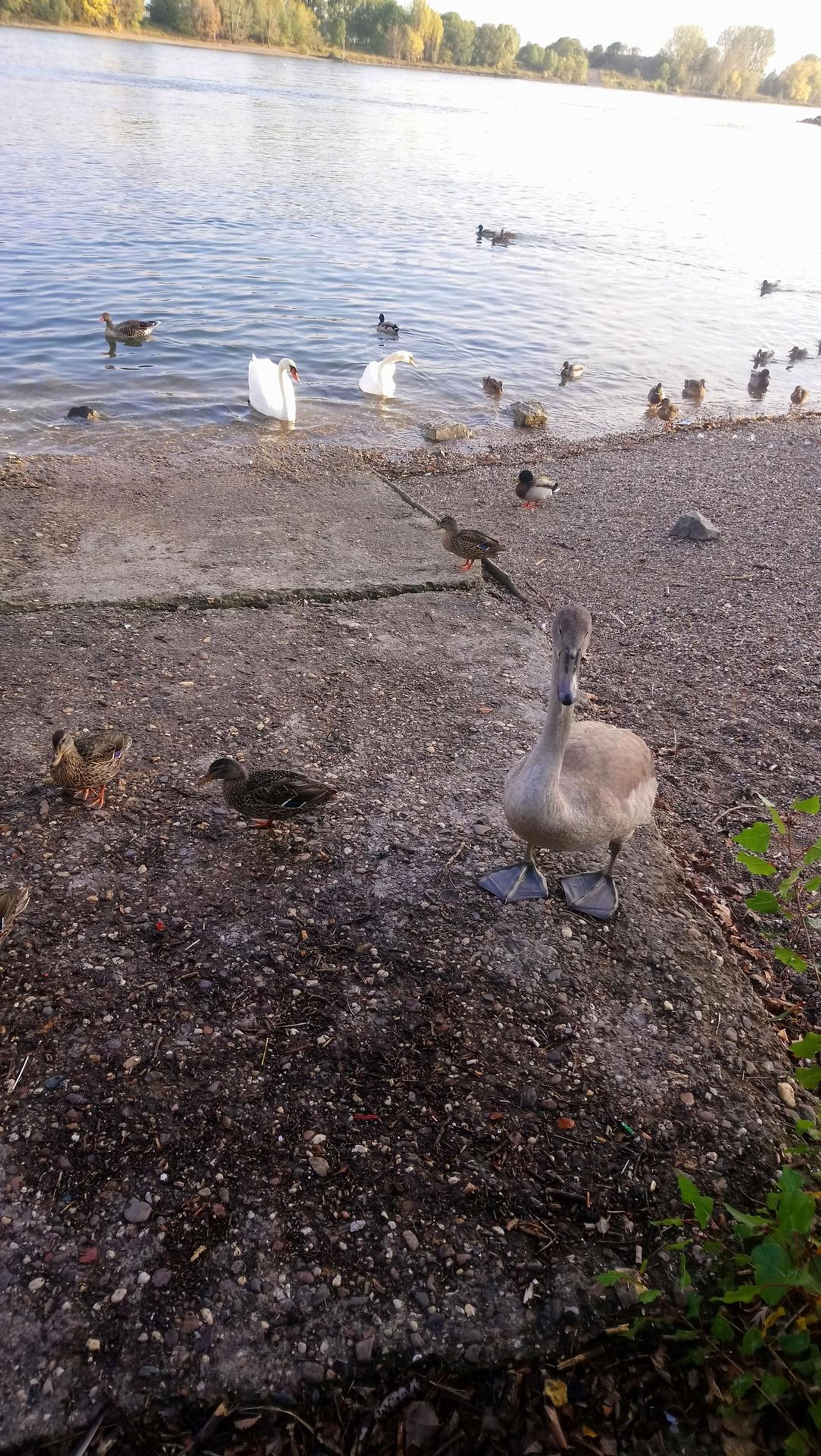sues Schwan 4 Familie mit Gans Foto Pflugmacher