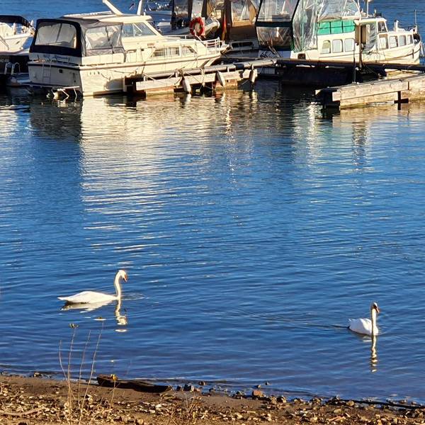 Sues Schwan 1 (1)