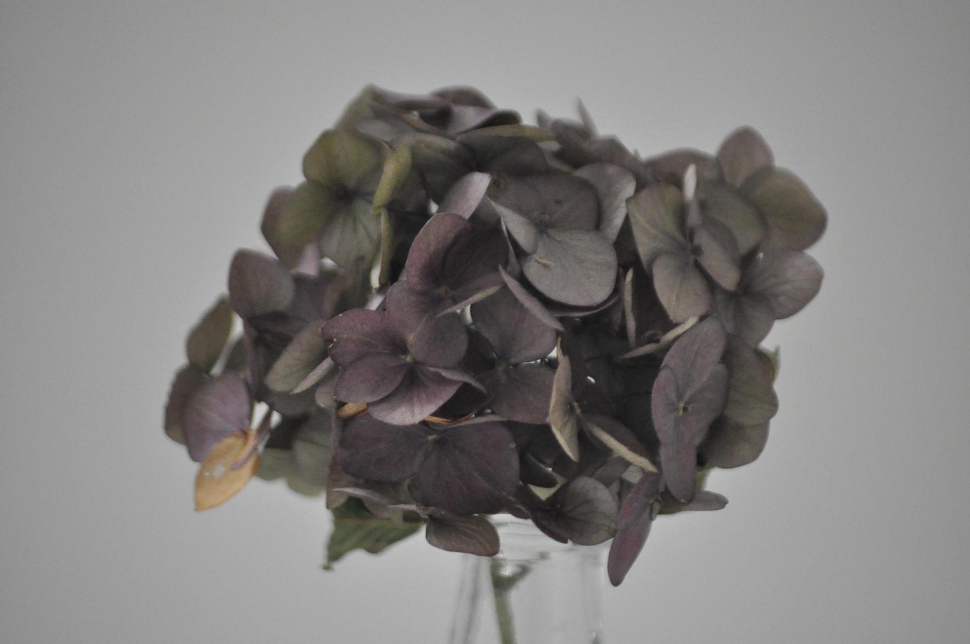 Hortensie