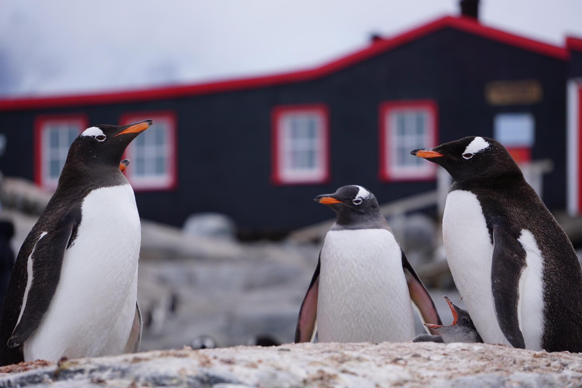 Pinguine-Antarktis
