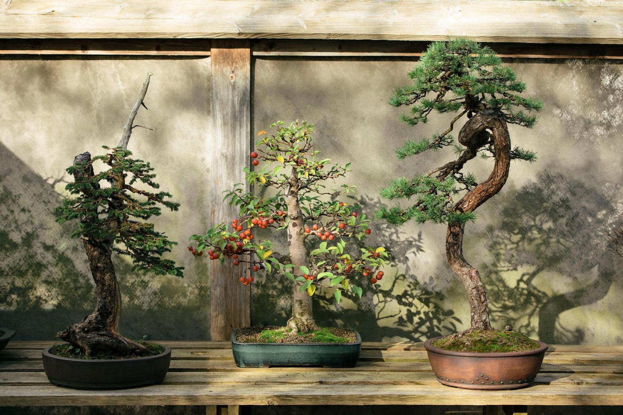 20171030_Bonsai_Museum-0955