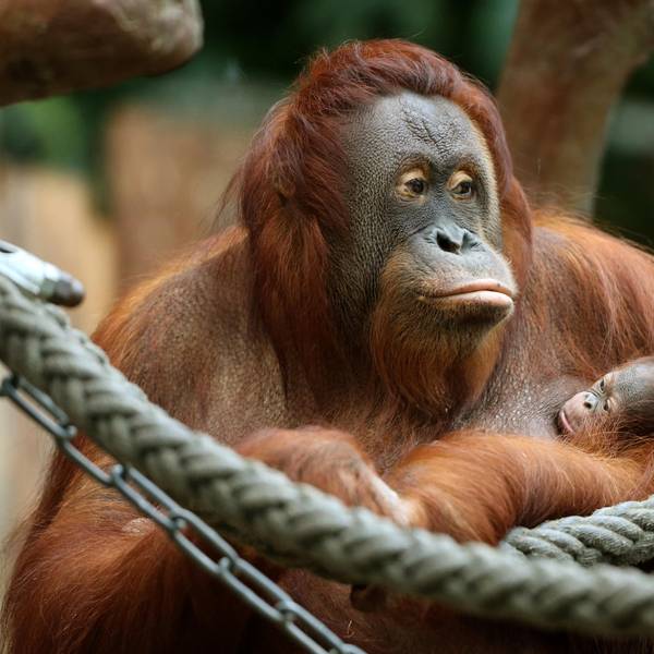 Orang Utan dpa