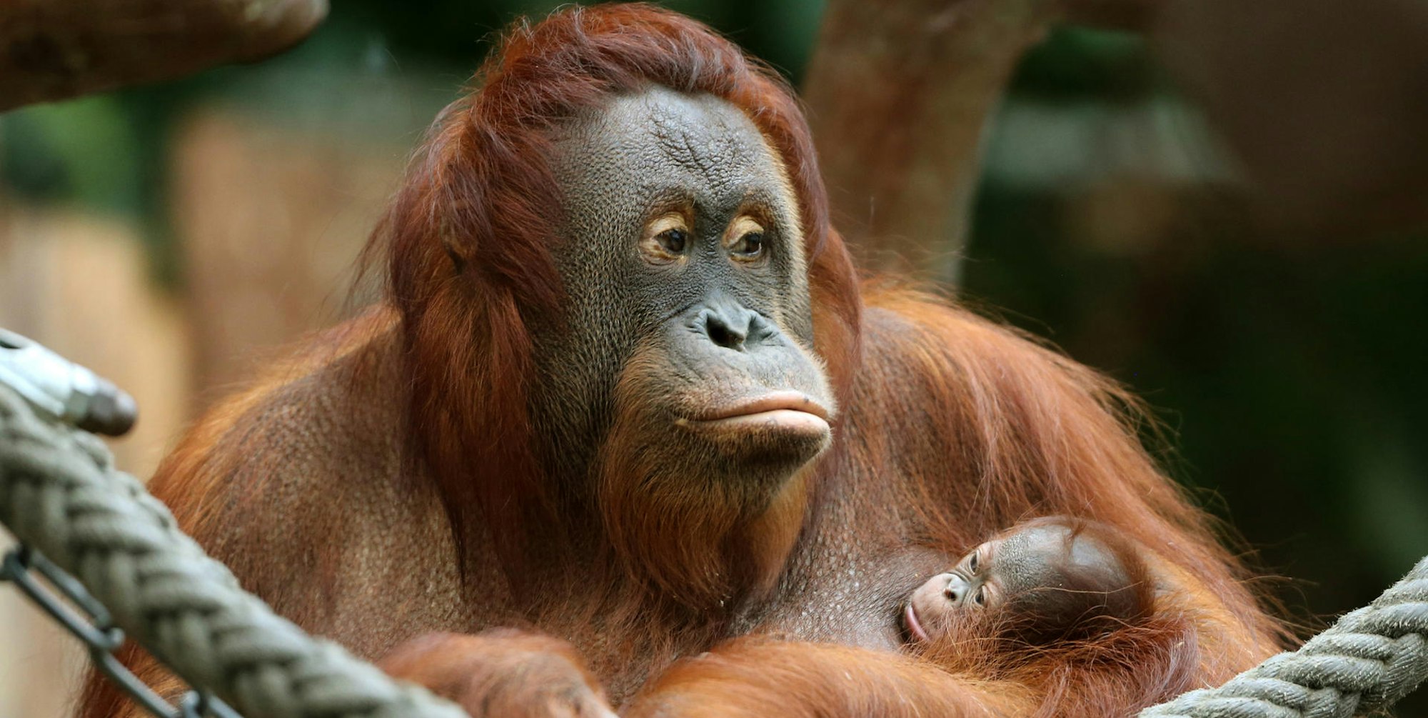 Orang Utan dpa
