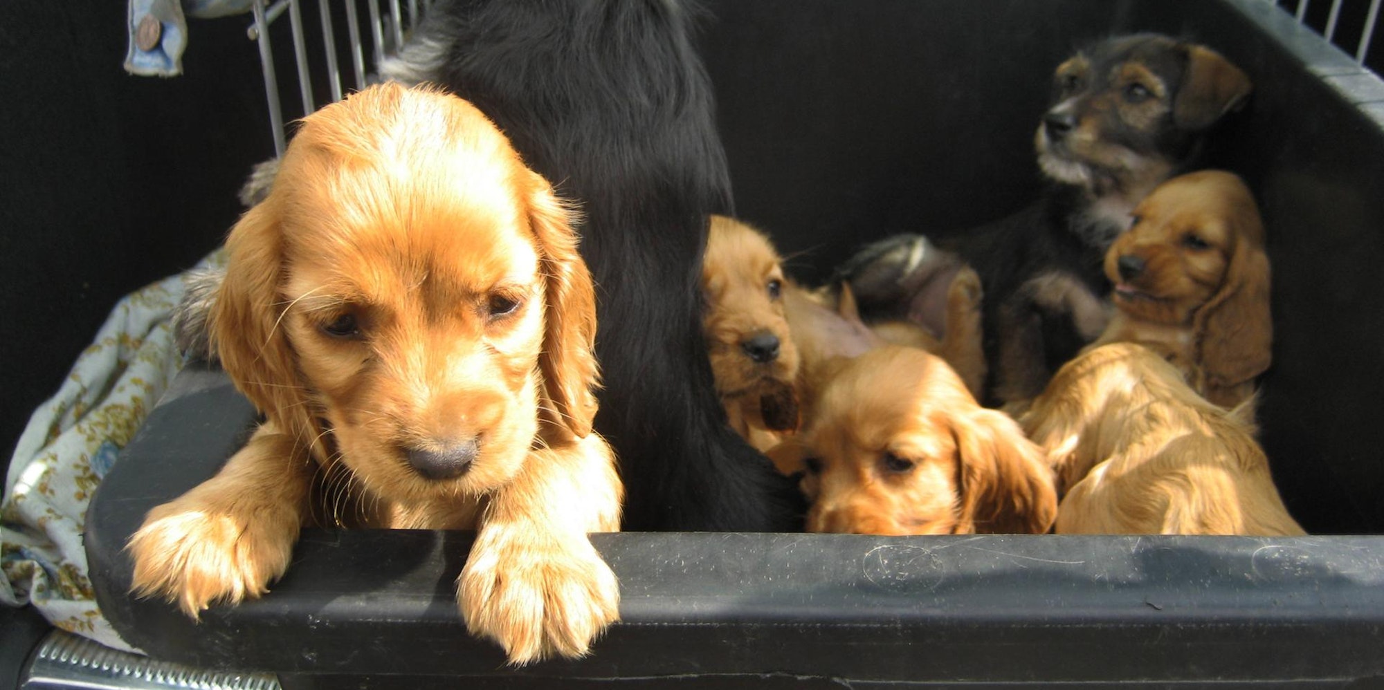 Welpen Tierhandel IMAGO