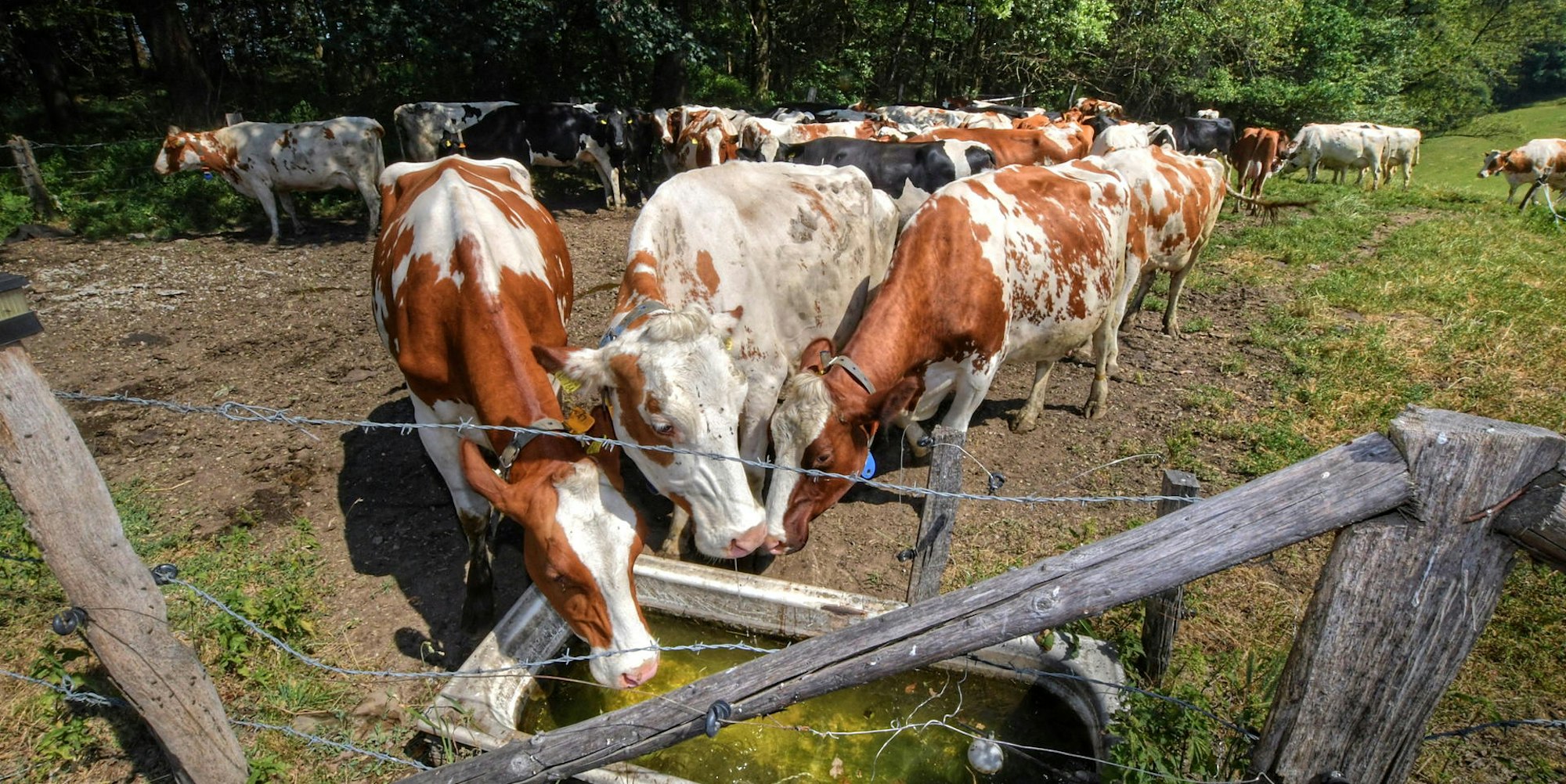 biohof-klein-zimmersioefen-pkr-8