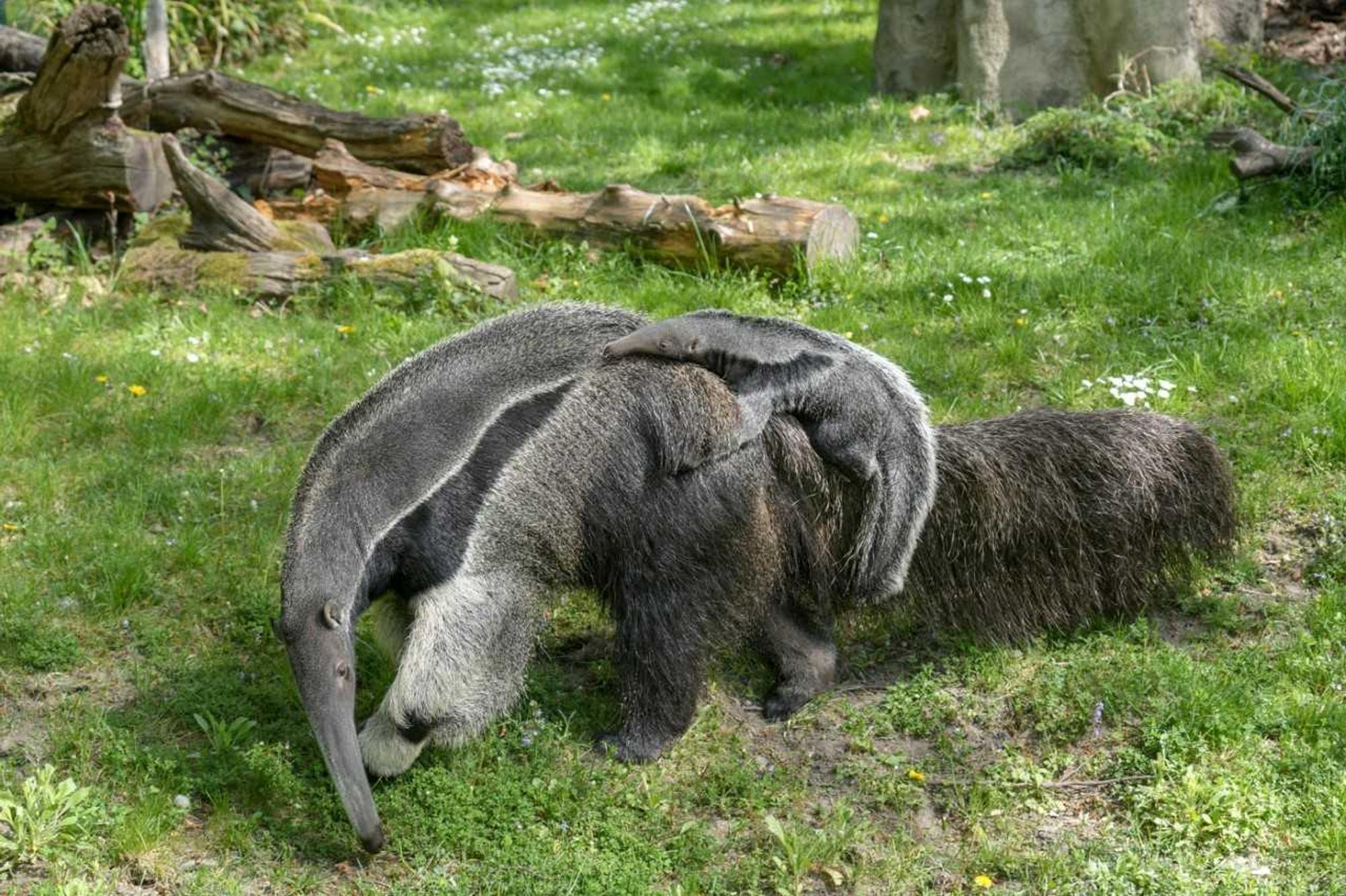 Ameisenbär