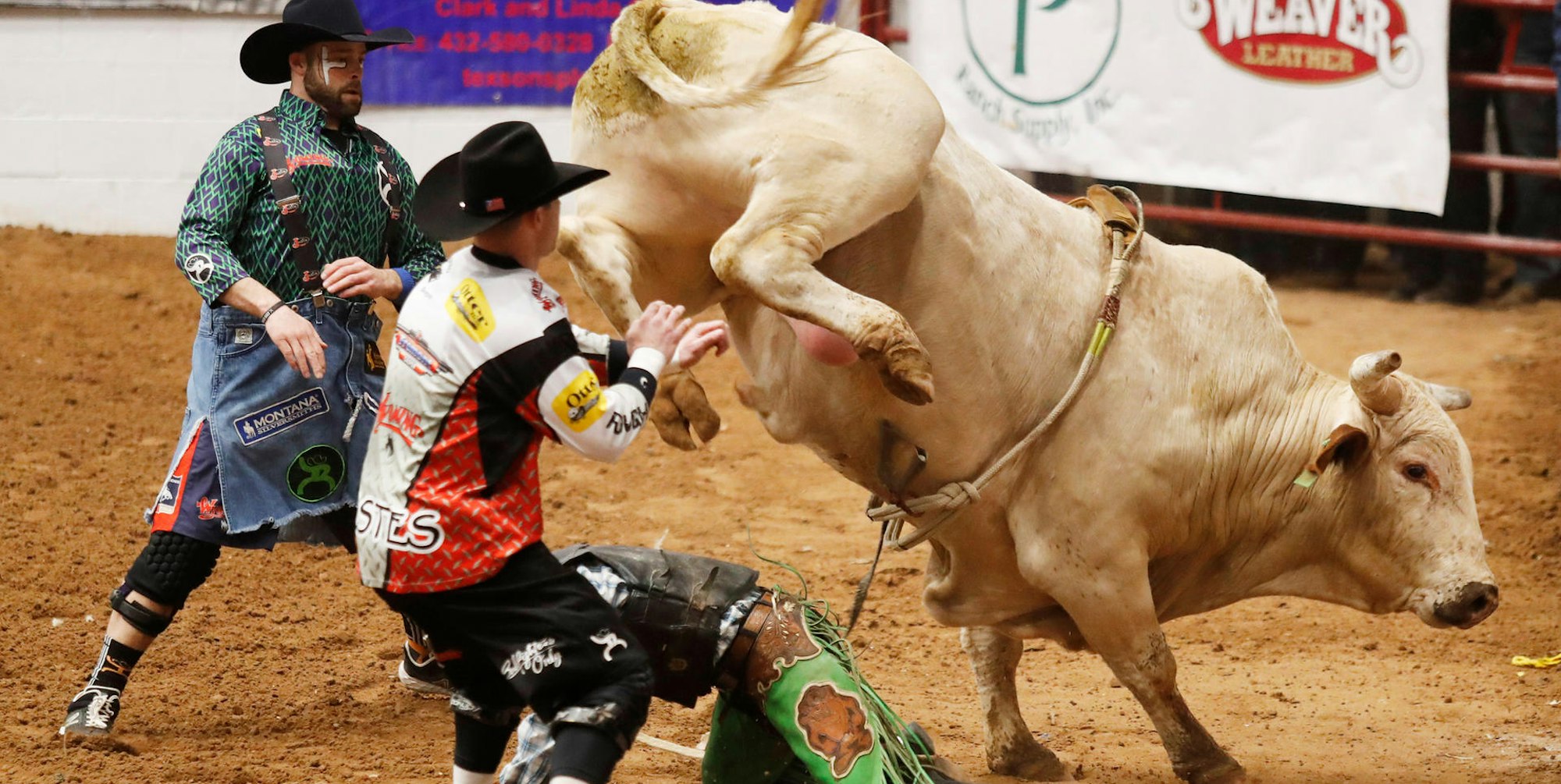 Rodeo Bulle Symbolbild