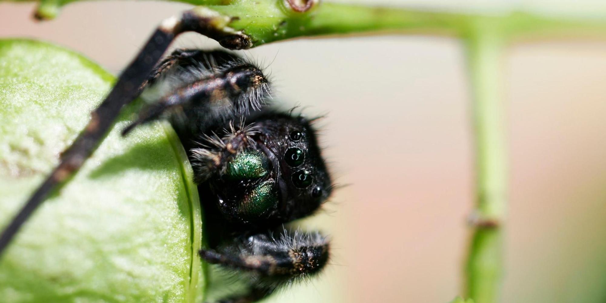 Springspinne