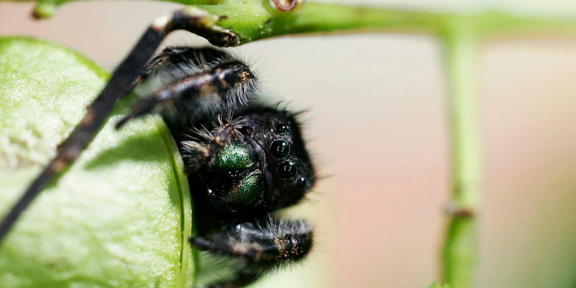Springspinne