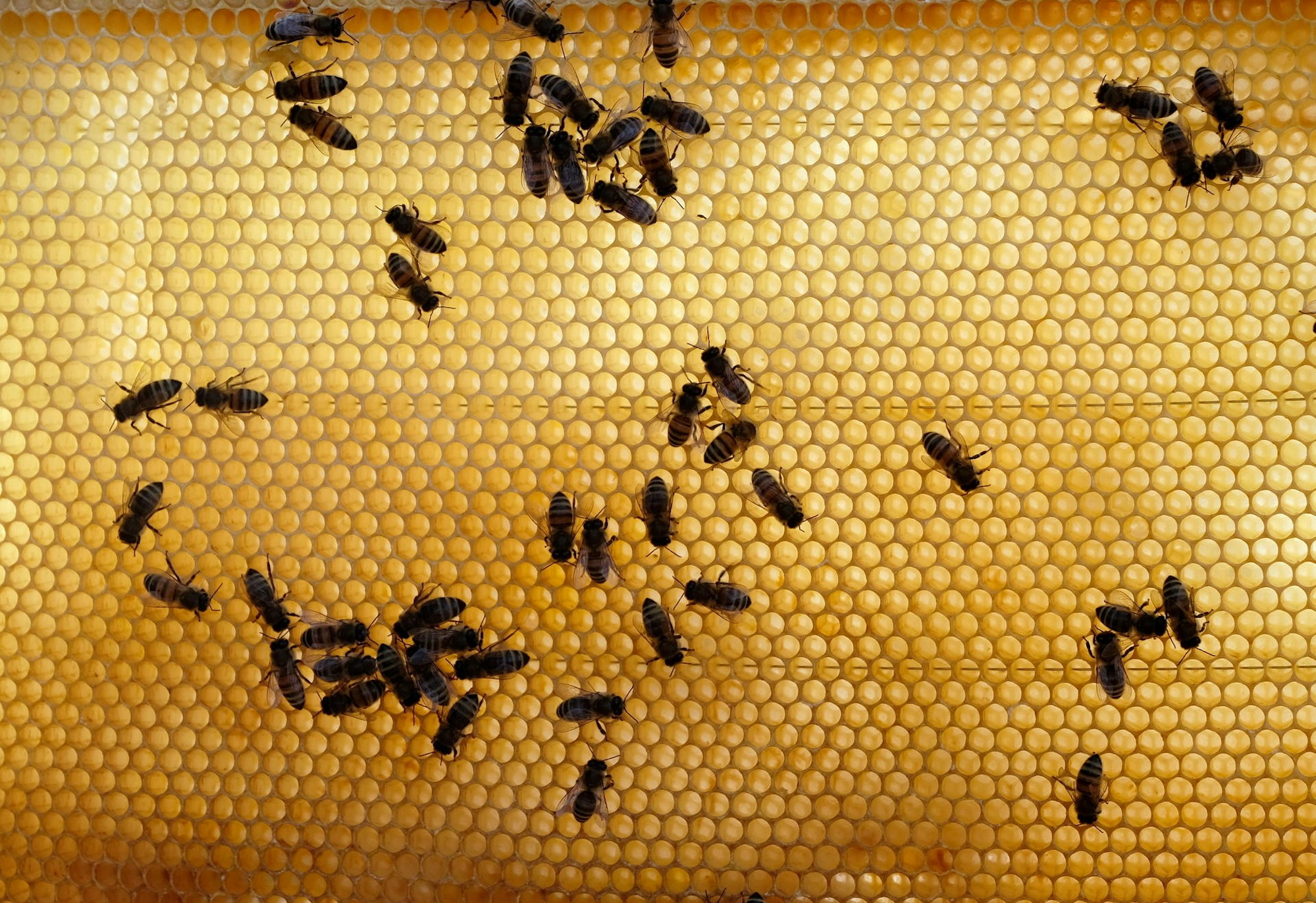 20180306max-bienen15