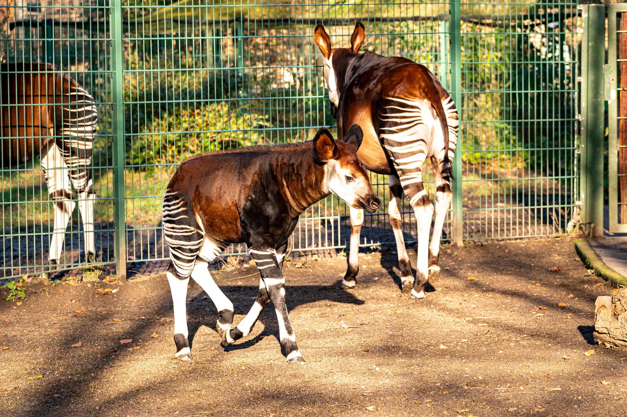 19122019_AR_Okapi_Zoo_FOS1-8