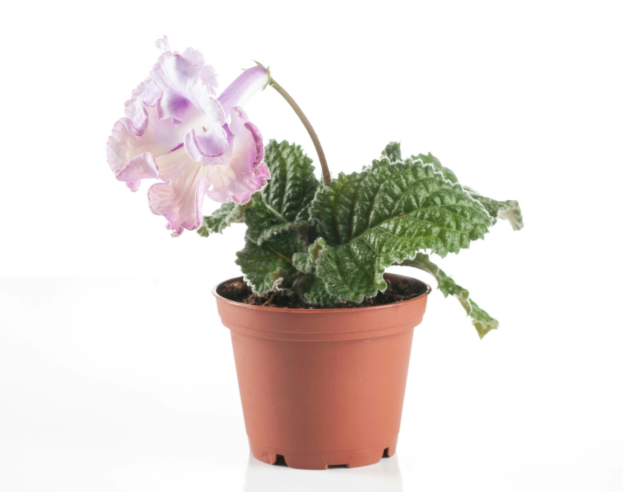 drehfrucht-Thinkstock MargarytaVakhterova