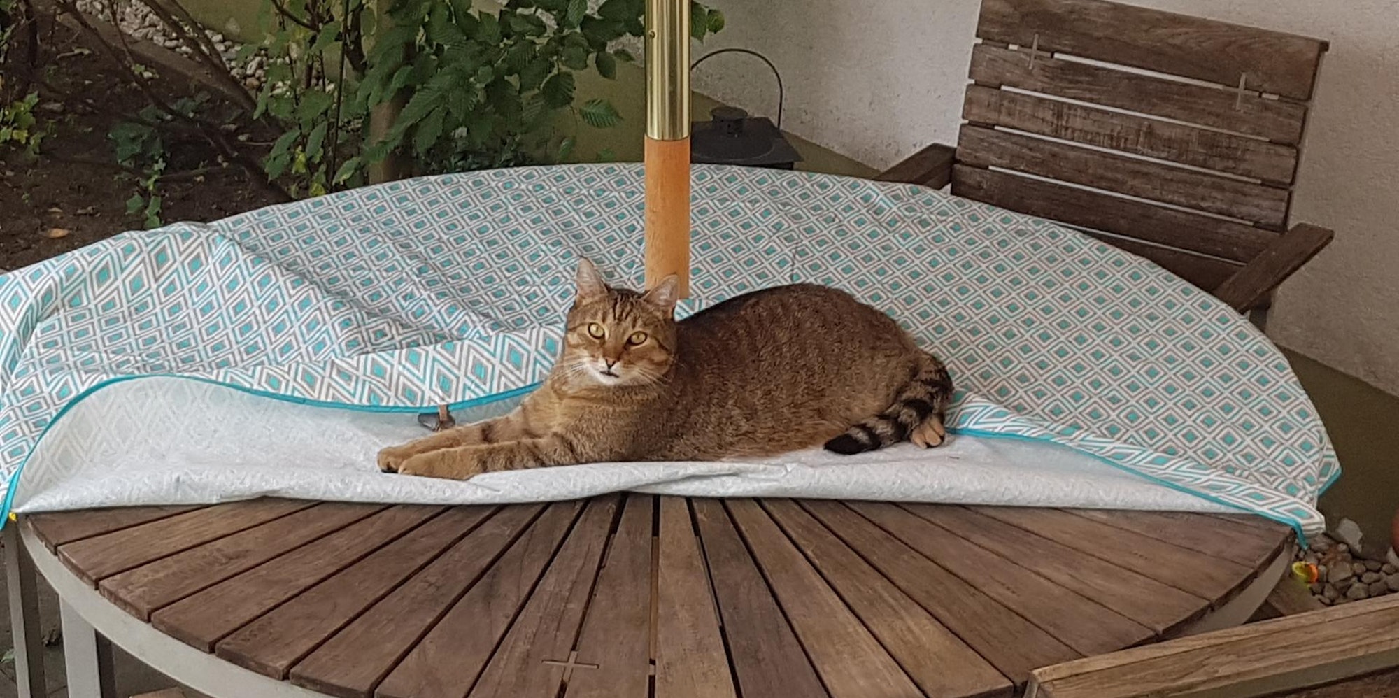 sues Kasimir 3 Foto Kravec