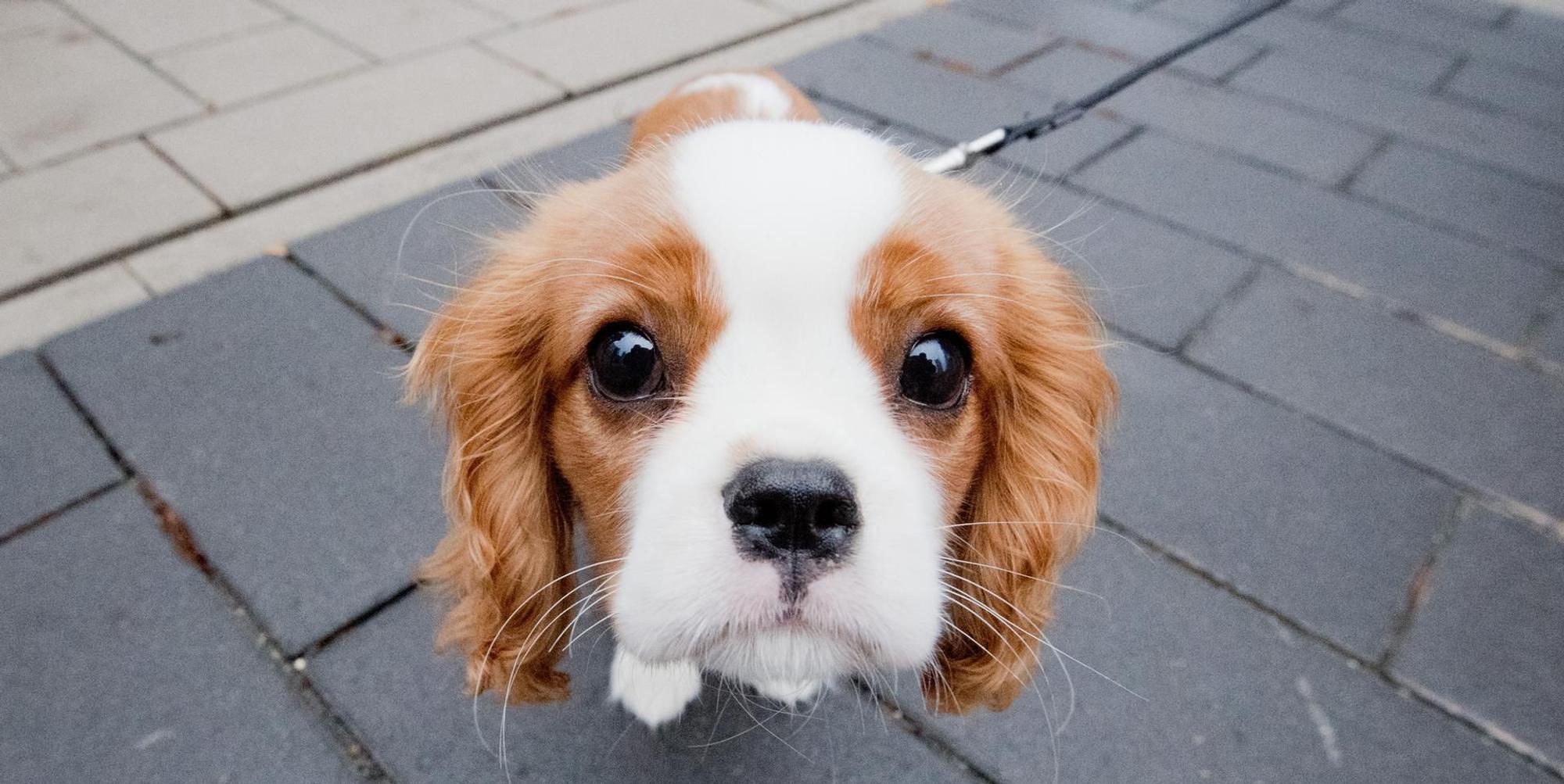 Foto: Hund