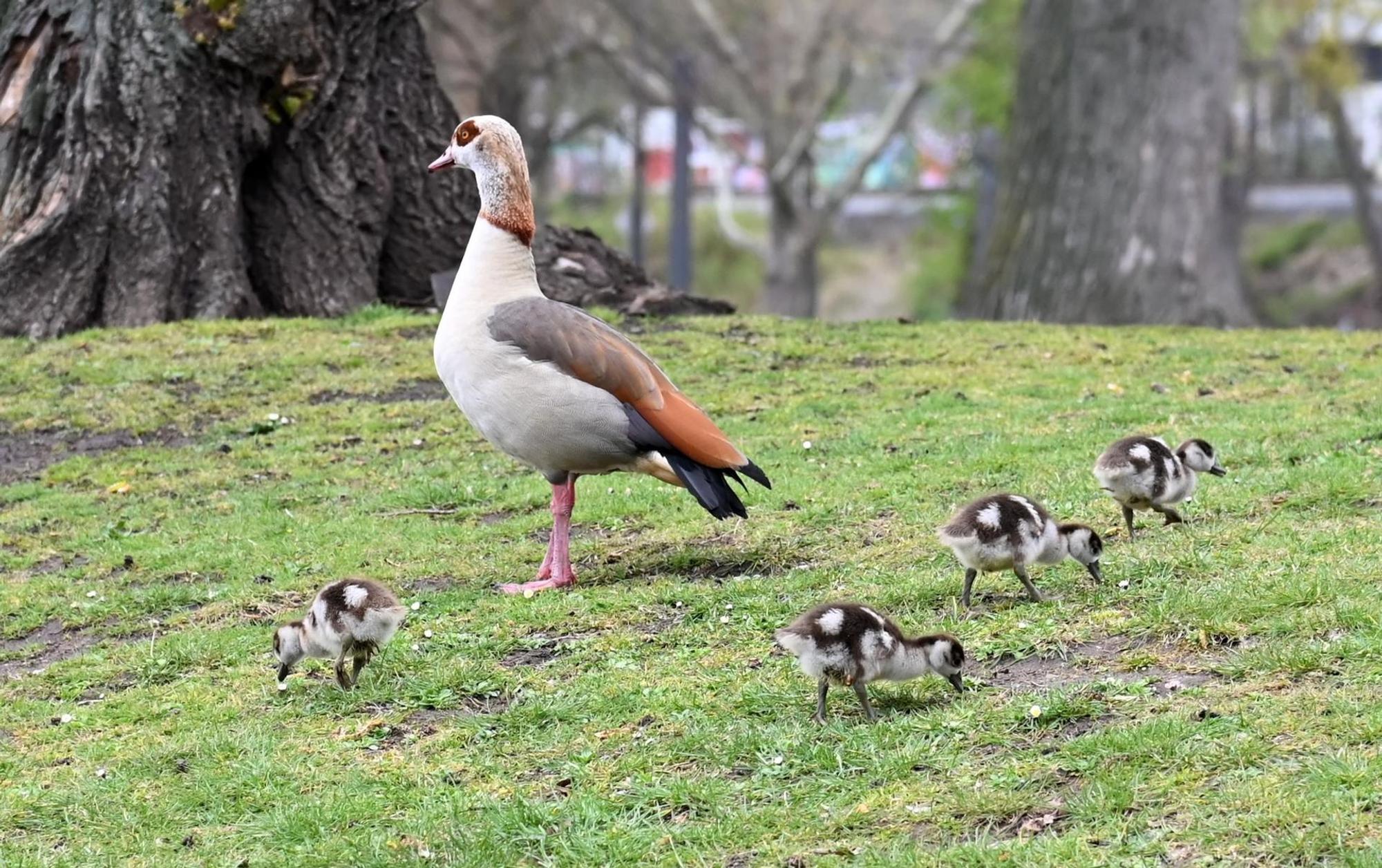 VogelNilgans
