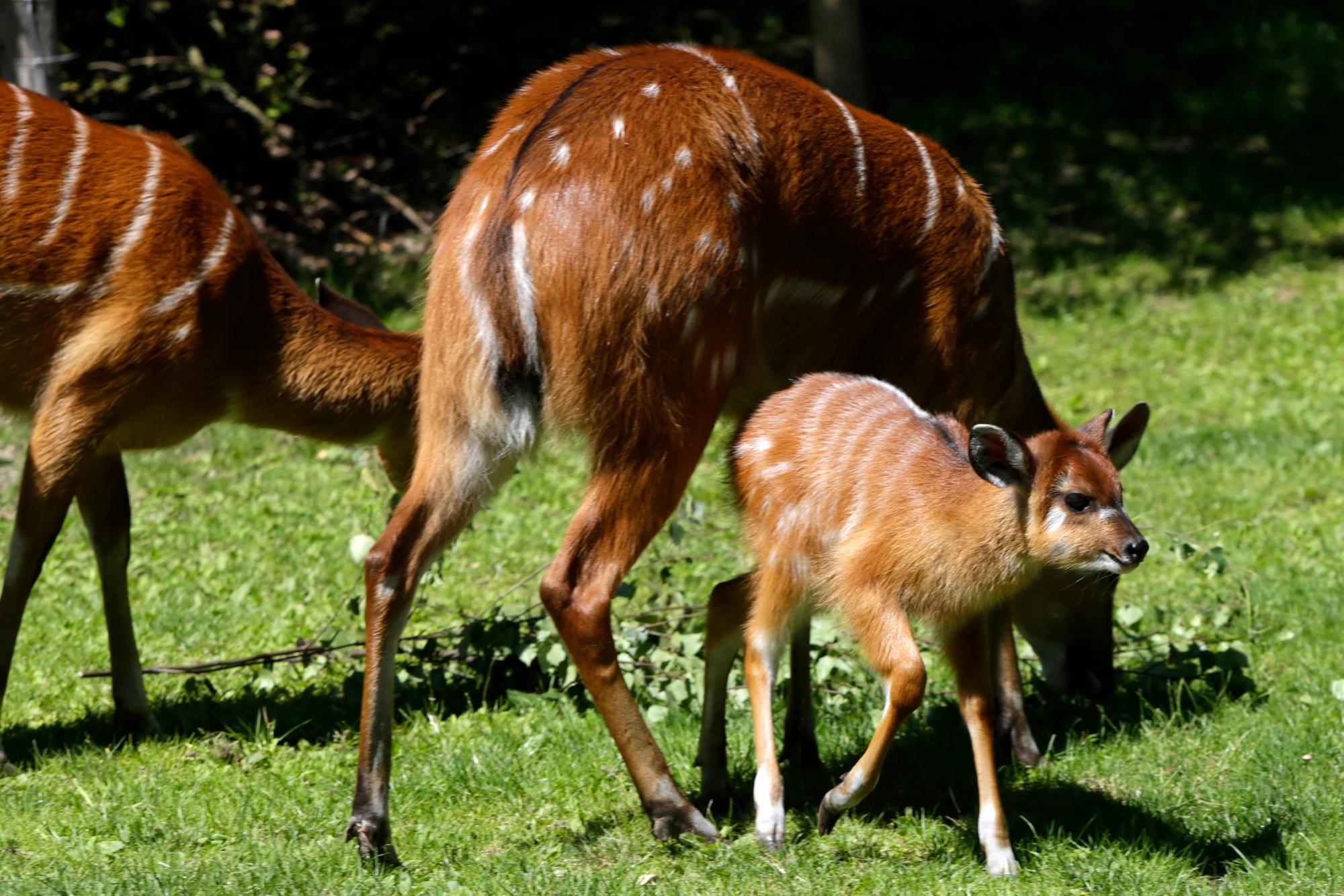 23062016_ Sitatunga-Antilope_11